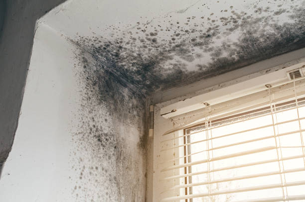 Affordable Mold Remediation solutions in Clarendon Hills, IL